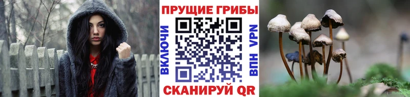 Псилоцибиновые грибы прущие грибы  Межгорье 